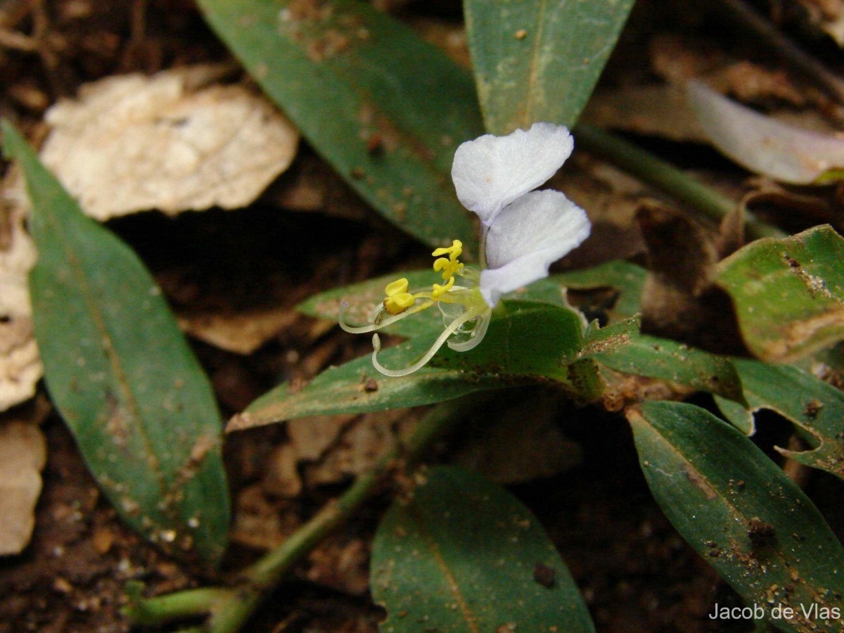 Commelina undulata R.Br.